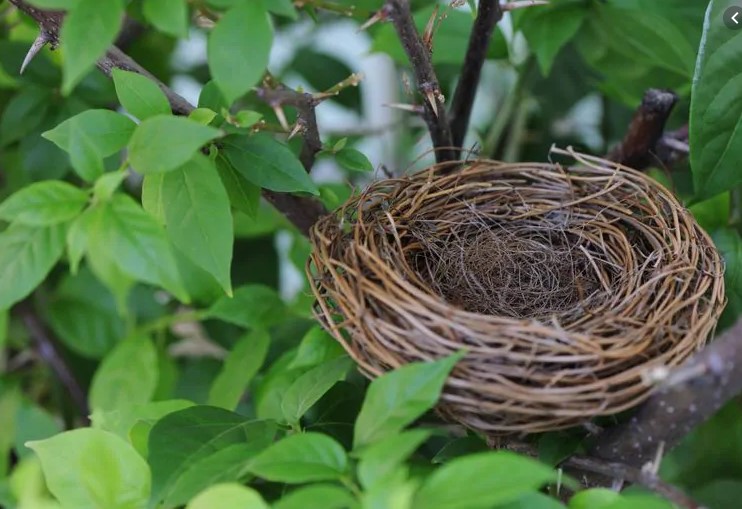 guide-to-empty-nest-syndrome