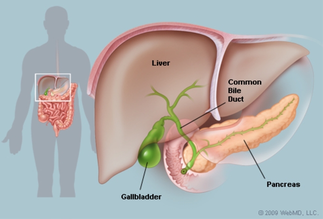 gallbladder